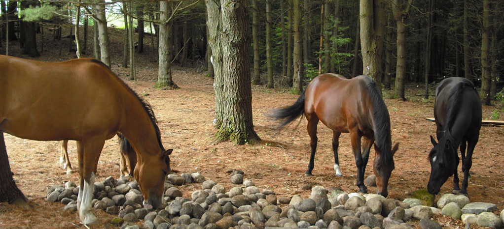 Horses lick stones